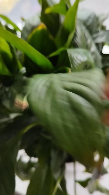 Маленькое чудо ❇️🍀