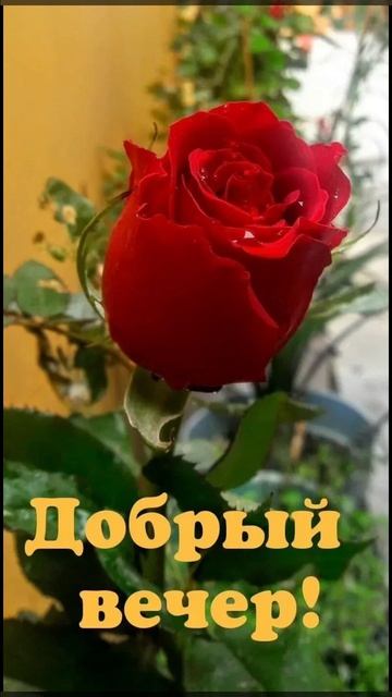 Добрый вечер!