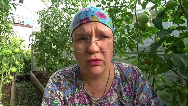 Не пустим фитофтору в теплицу