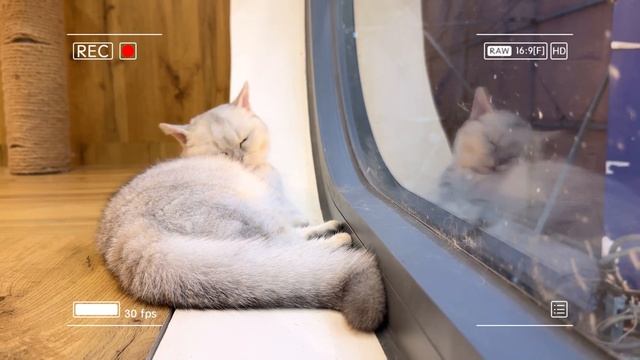 🐾 Мама-кошка подстригает шерст