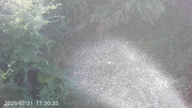 Обзор и полив моркови Самсон