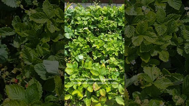 Сделайте это с клубникой в период плодоношения🍓
