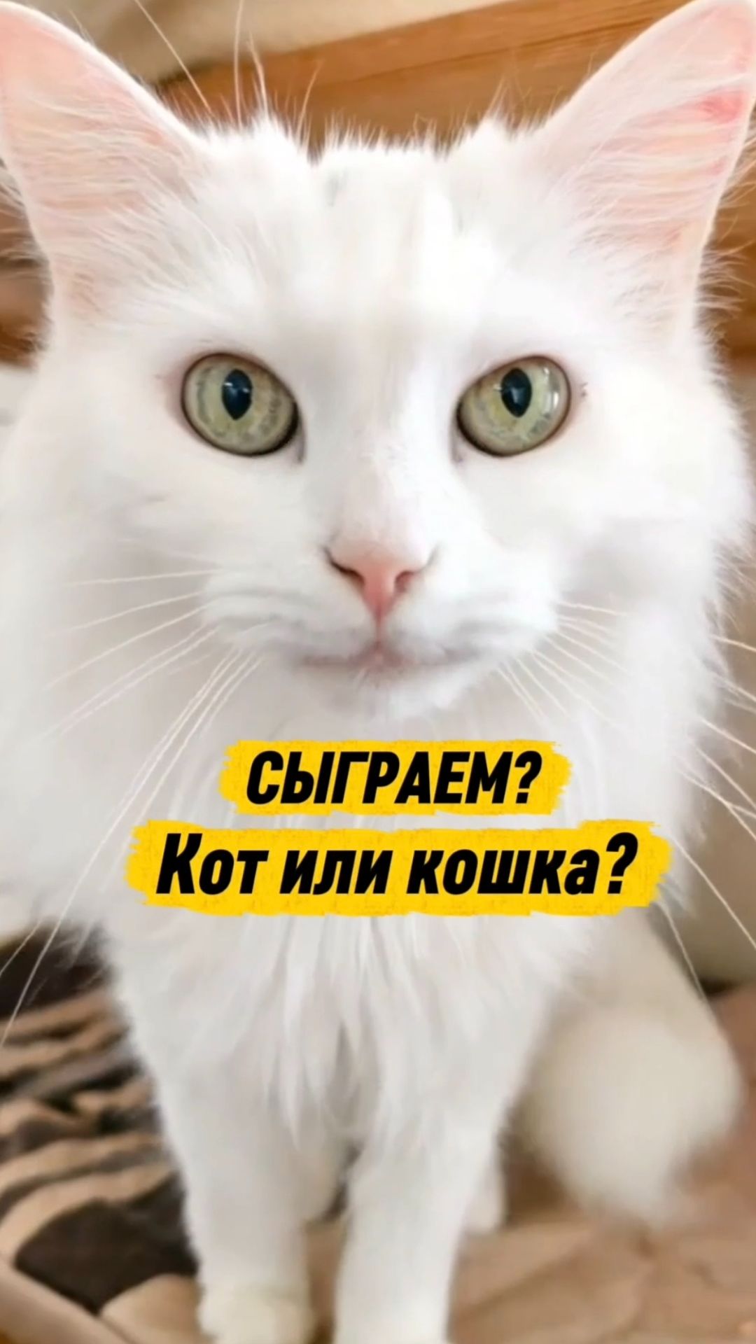 Сможешь определить кот или кошка? Проверь свою интуицию