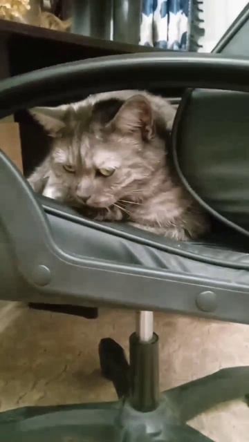 Приколы животные