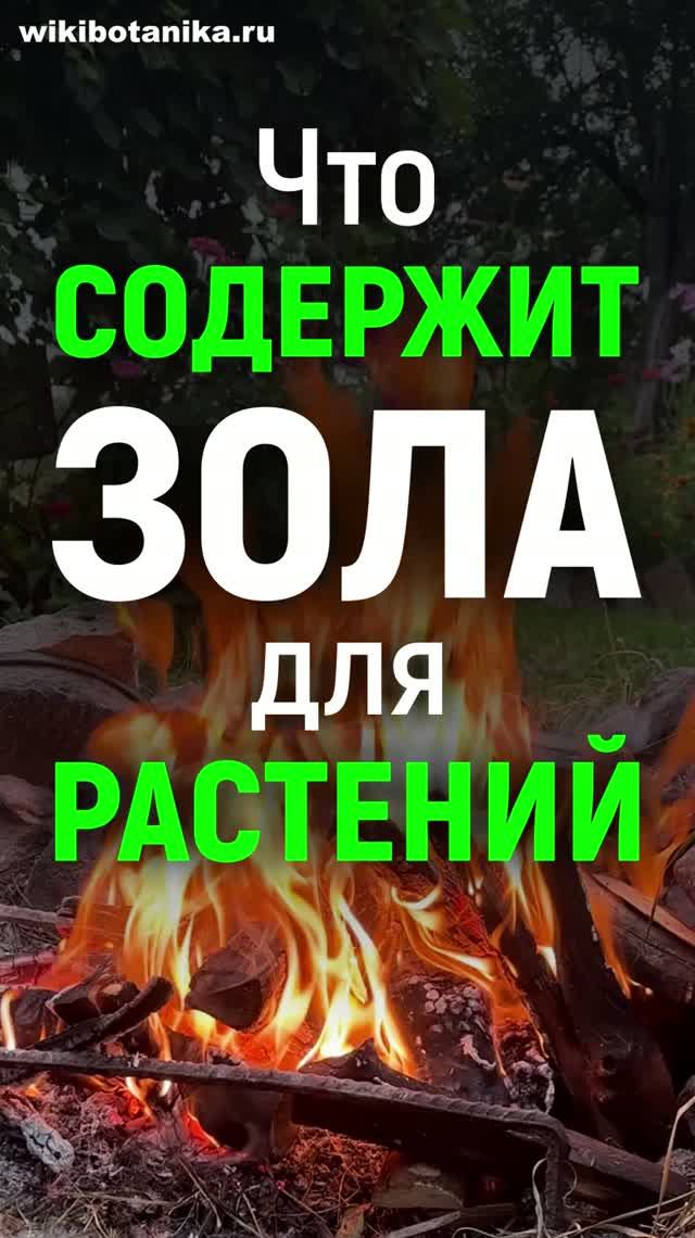 Что СОДЕРЖИТ ЗОЛА для РАСТЕНИЙ