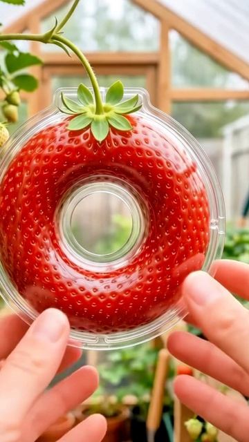 Клубника 🍓
