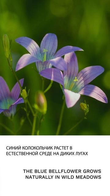 Колокольчик