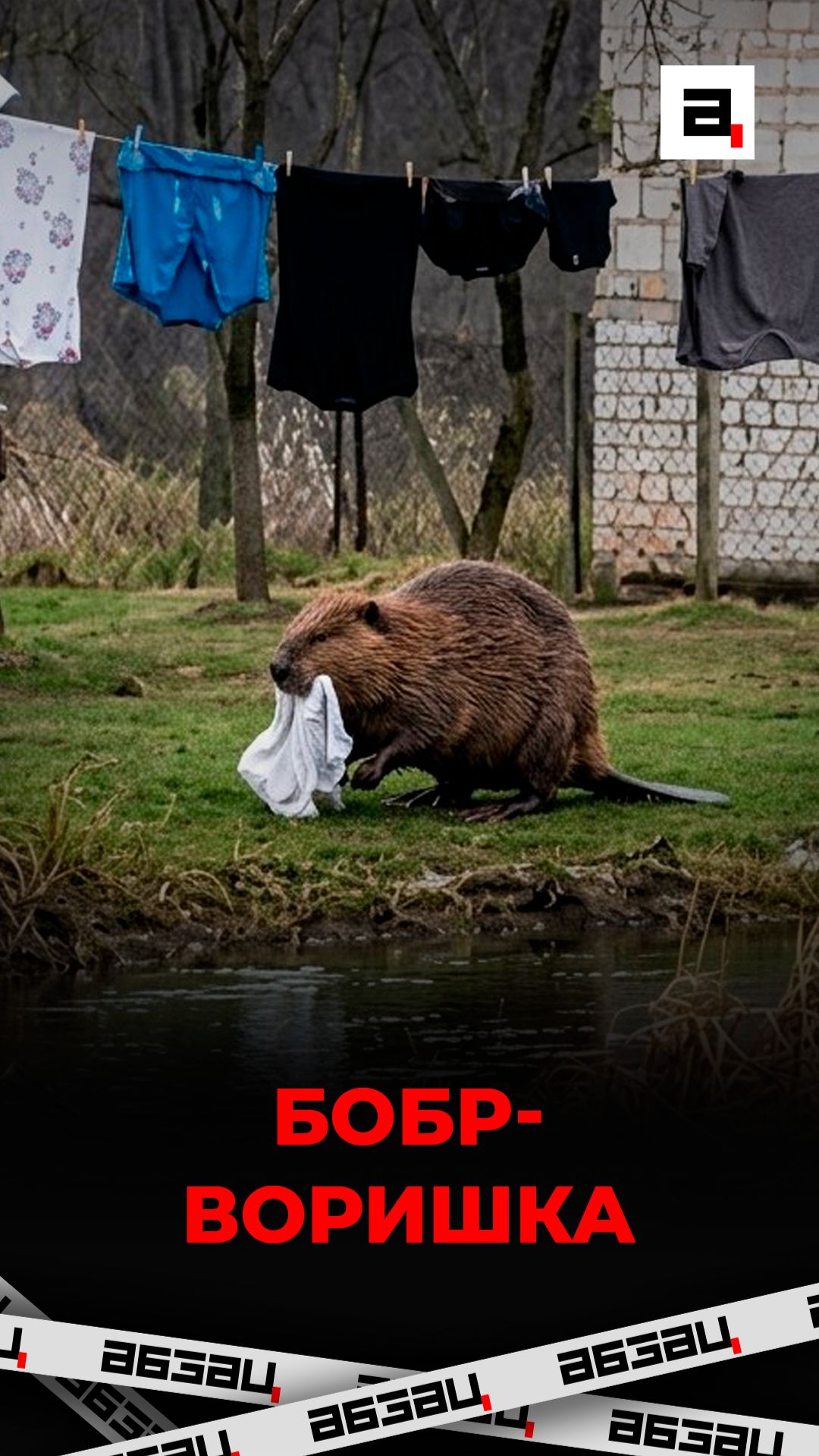 Бобр-воришка