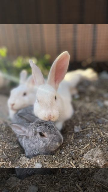 Я люблю животных!❤️