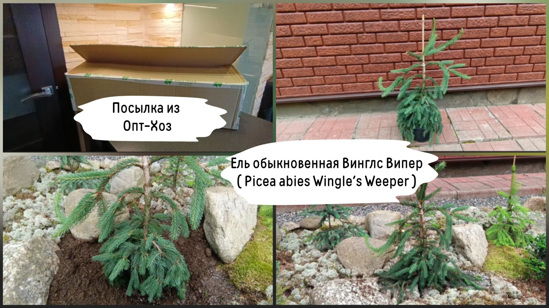 Посылка из Опт-Хоз. Ель обыкновенная Винглс Випер.