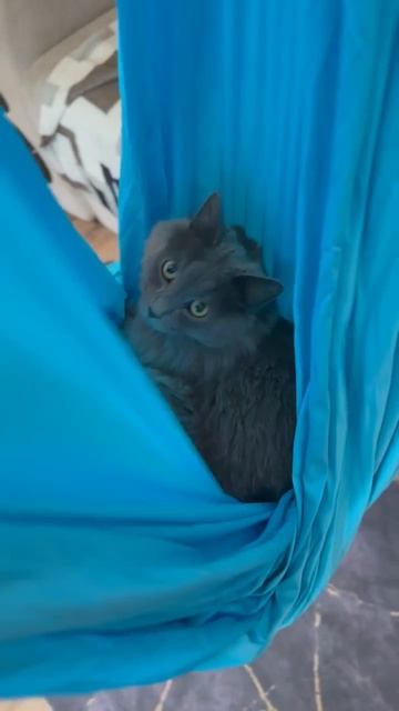 Даже мой котик практикует йогу в гамаке, а вы до сих пор нет?