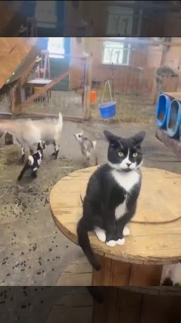 Видео от Tom and Сats / Кот на карте