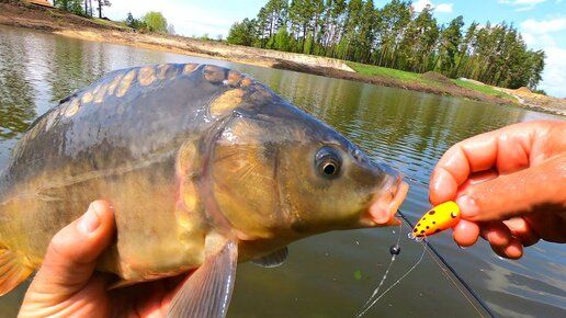 Крутяк рыбалка! Ловля карпа на поплавок Chpok Fish