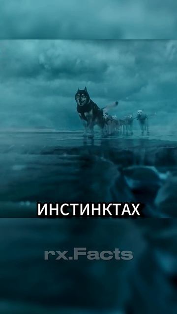 Эту собаку лишили заслуженной славы 🥺