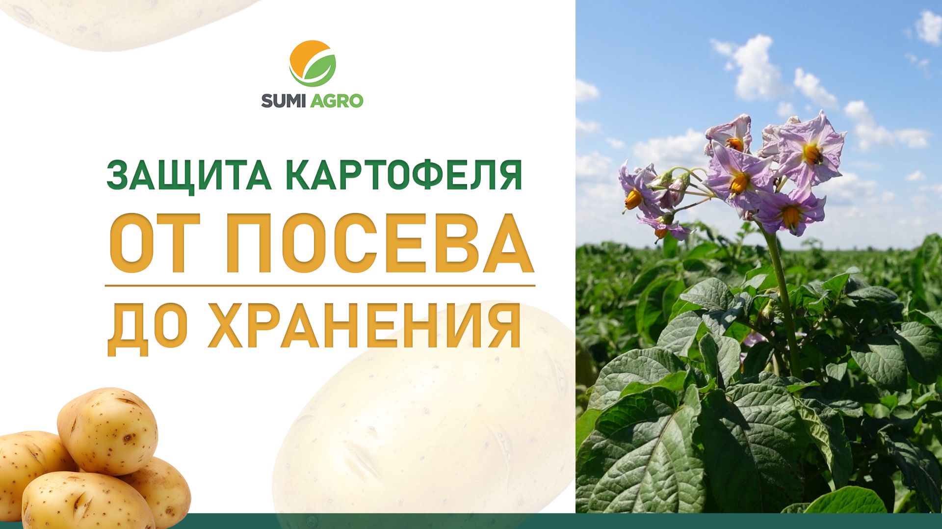 Sumi Agro: как избежать резистентности патогенов на картофеле?