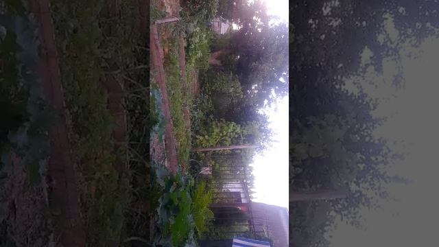 огород