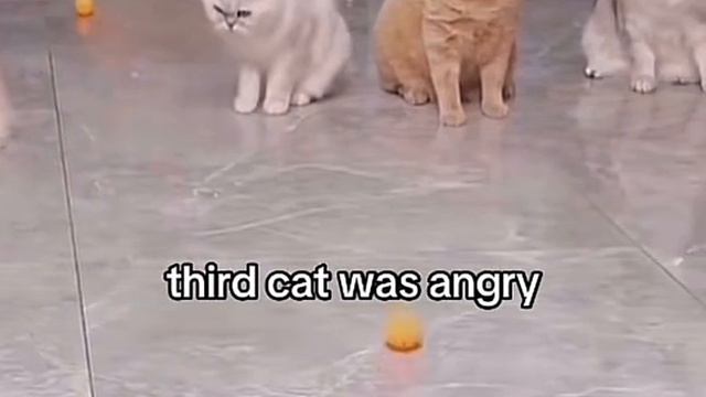смешные коты