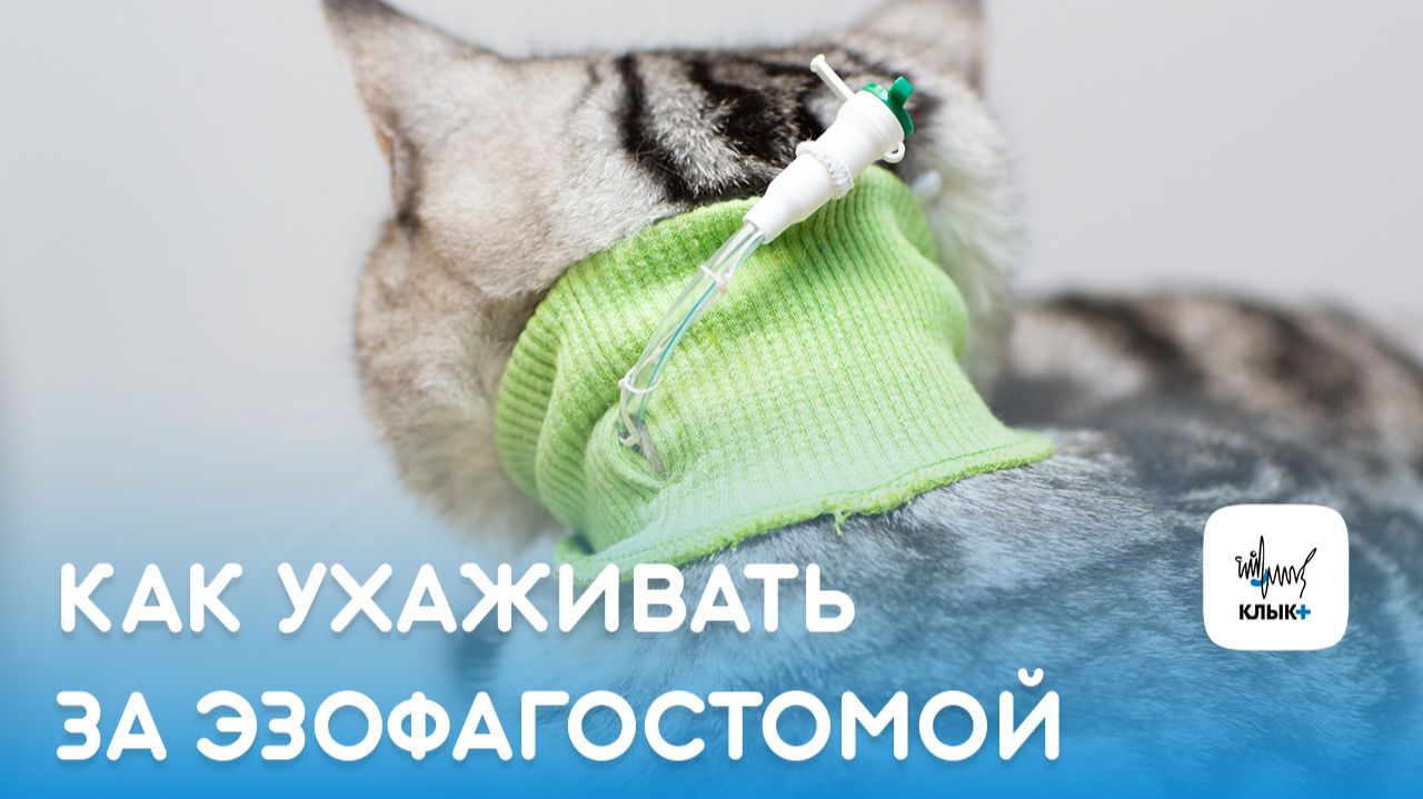 Как ухаживать за эзофагостомой