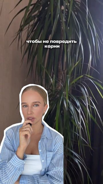 🌿 Твоя драцена темнеет и теряет листья? #драцена #цветы #сад #пуршат