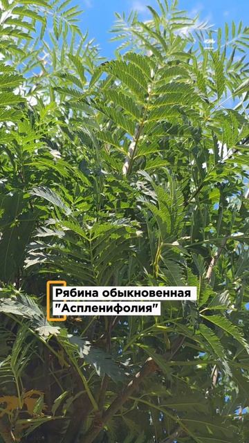 Рябины в ассортименте