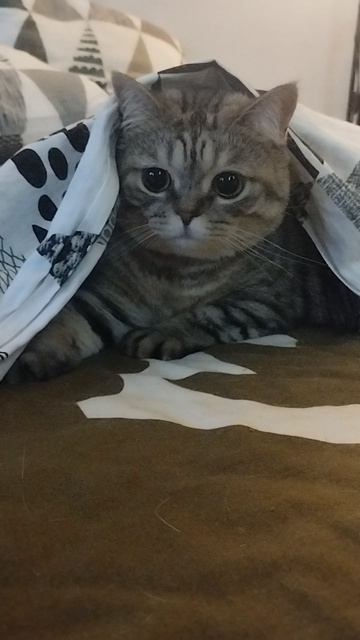 Мила в домике))