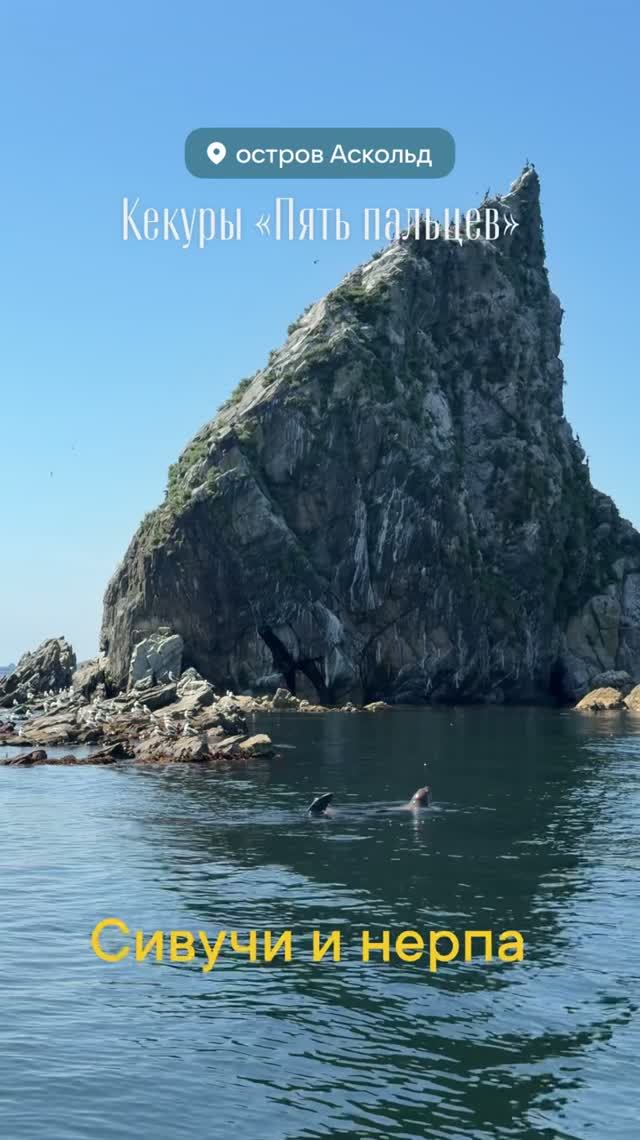Сивучи и нерпа в проливе Аскольд