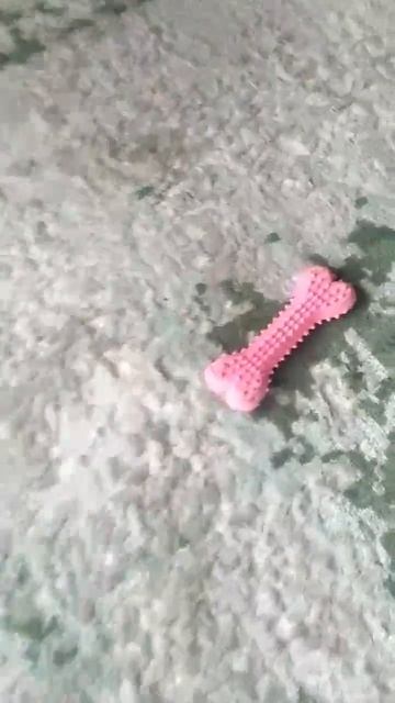 Приколы животные