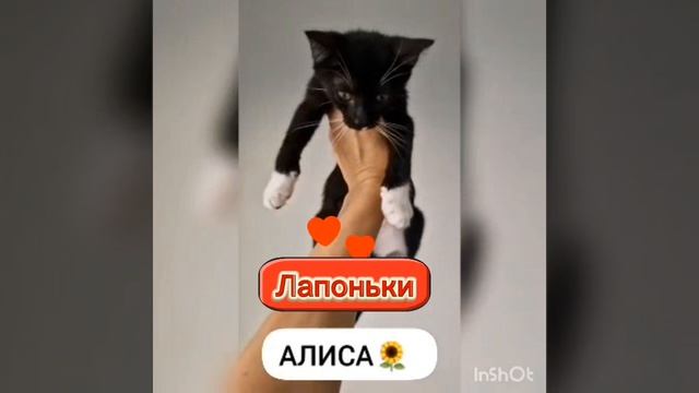 #ЧихуахуаПринцРеди#котики#котикиищутдом