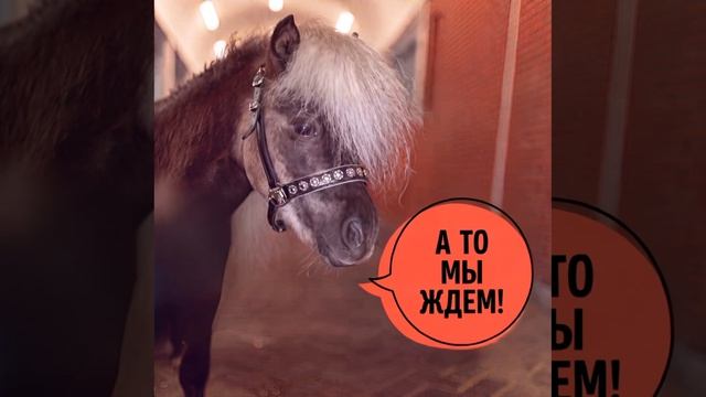 Где же вы? Ждем в Центре национальных конных традиций!