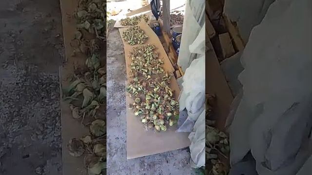 21.07.26 Лучок на просушке