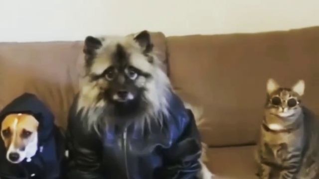 Криминальное чтиво…