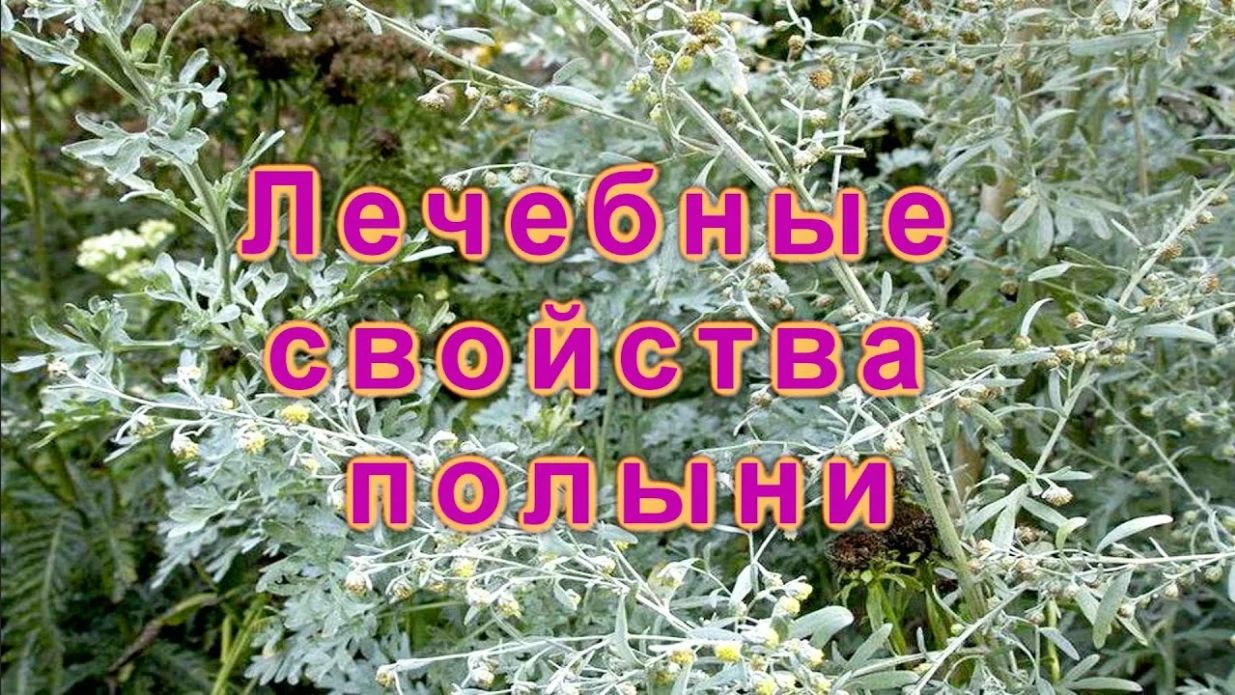 Сила полыни. Магия, очищение и лечебные свойства травы.