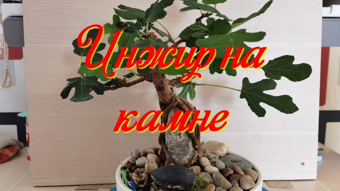 Бонсай га камне