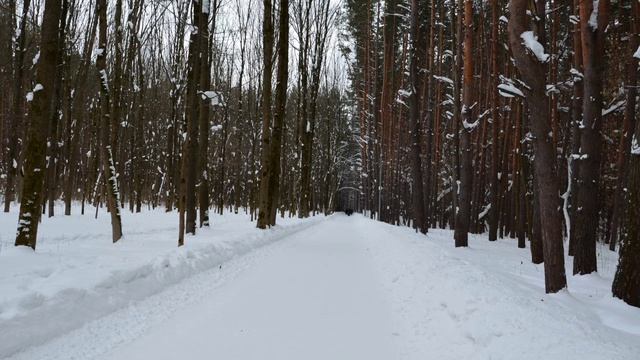 Зимний Фон. 08.01.19 год   Лес . Лесное озеро .  #178