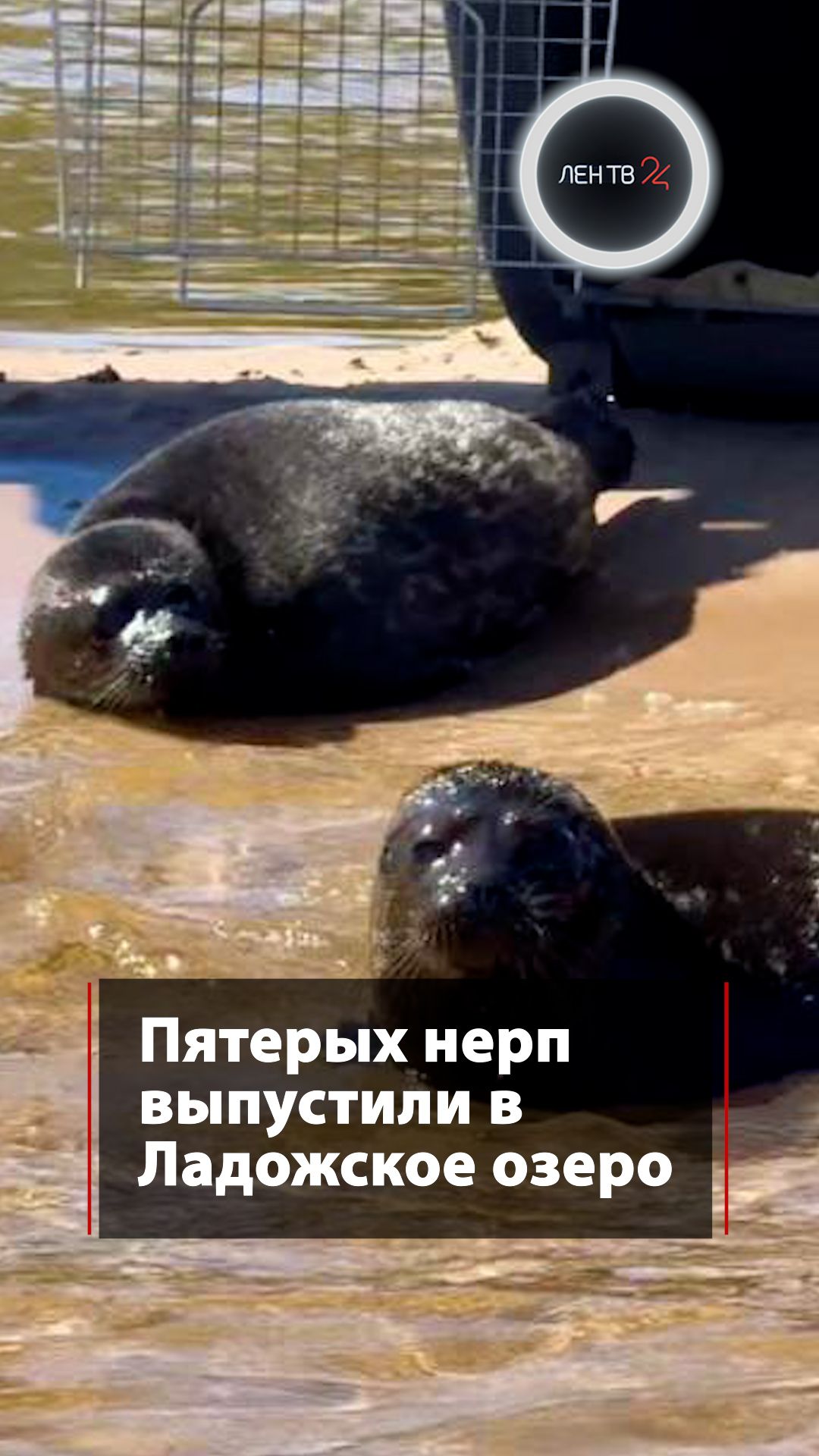 Пятерых нерп выпустили в Ладожское озеро