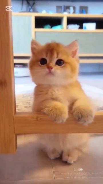 Котята❤️