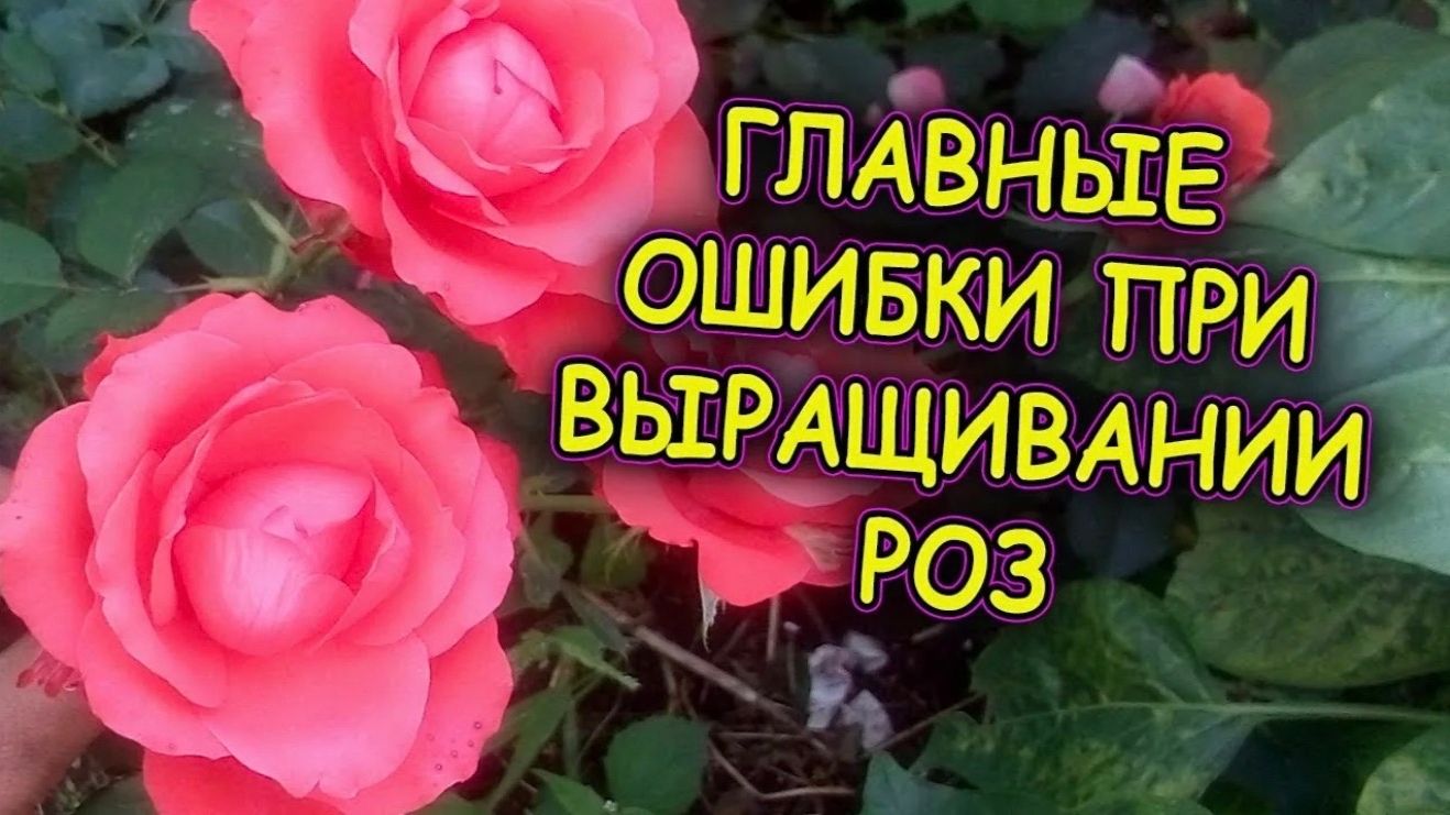Об этом важно знать, если только  посадили розы.