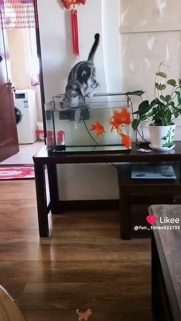 Кошки 🐱 🐱 🐱  и вода!!!