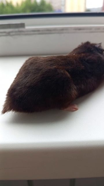 хомяк 🐹 🥹🥹🥹🥹❤️❤️❤️