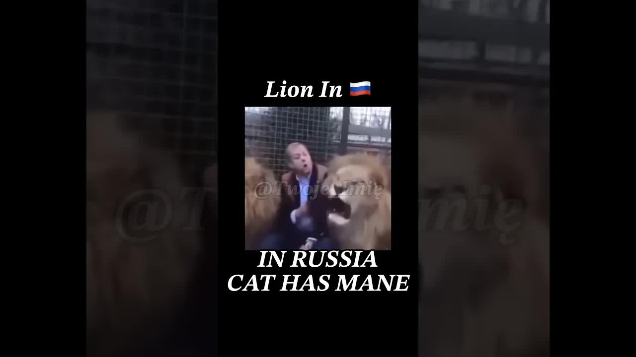 Lion In Russia #memes #moscow # #twojeimię #russia