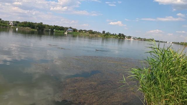 Приехали искупаться. Плавающие утки!