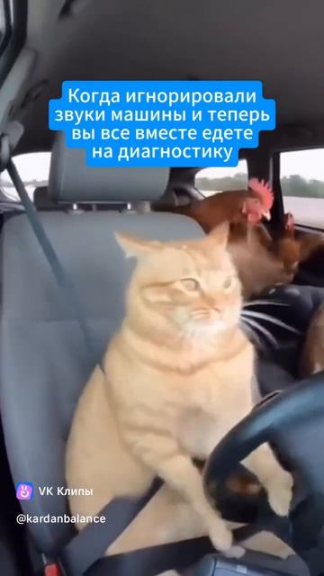 Идеи ролика про кардан