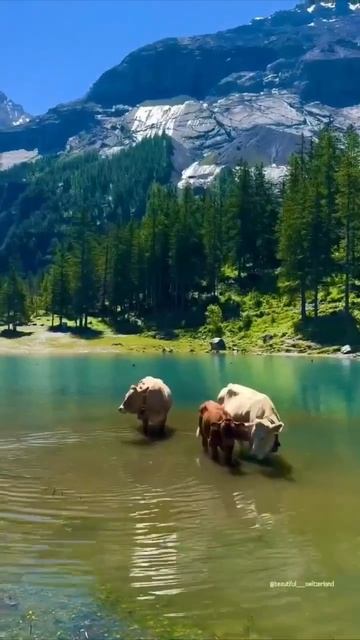 Эшинензе, Шаейцария