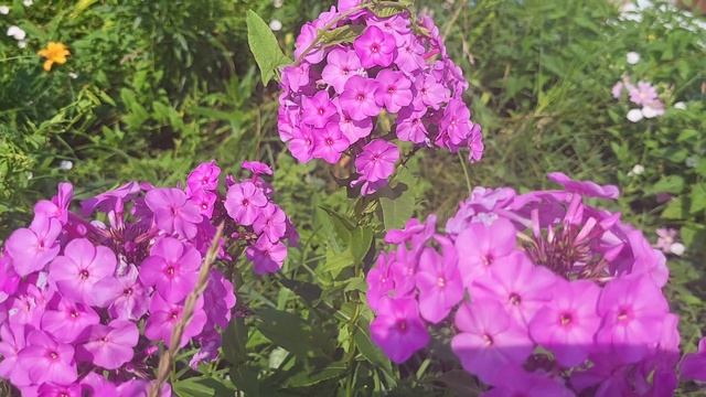 Флоксы в июле🌸🌸🌸