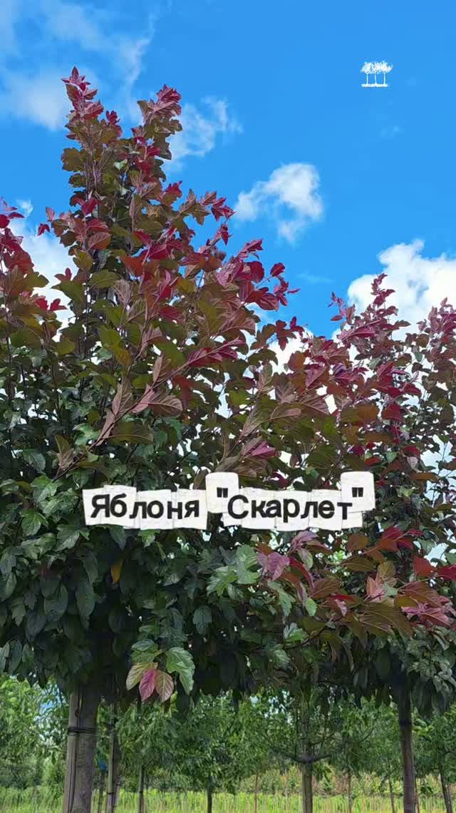 Яблоня 