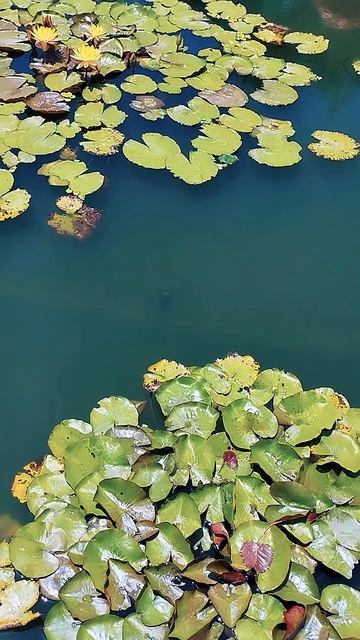 На острове Хон Че (Hon Tre Island), Нячанг 🏝️