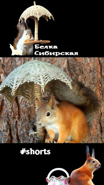 Белка хорошо устроилась под зонтиком