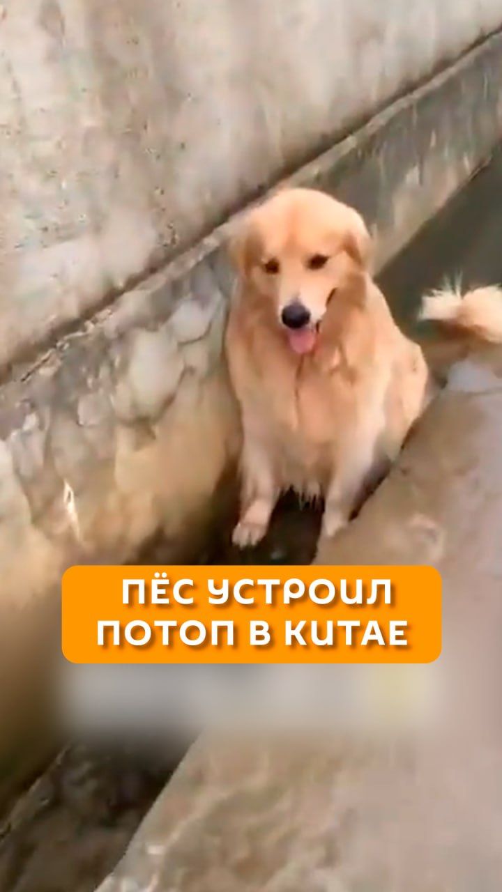 Пёс устроил потоп в Китае