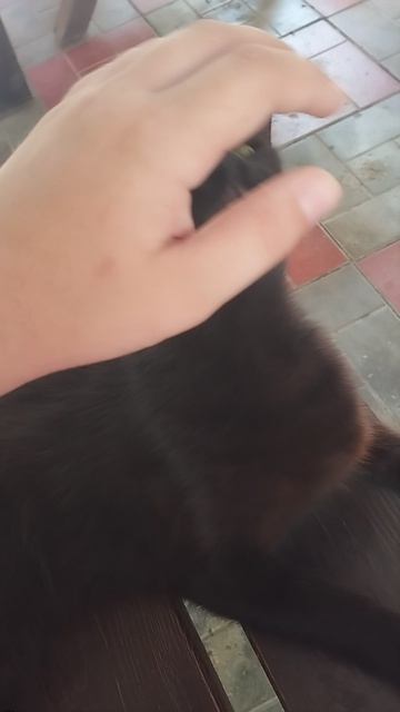 морской котик