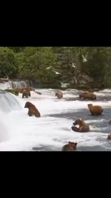 Косолапые гурманы устроили лососевую вечеринку на Аляске.
